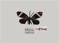 藏品(茶帶螢斑蛾)的圖片